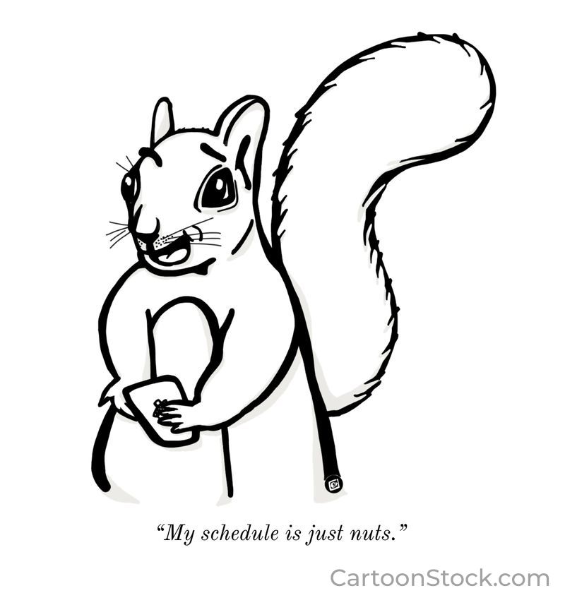 Squirrel schedule nuts